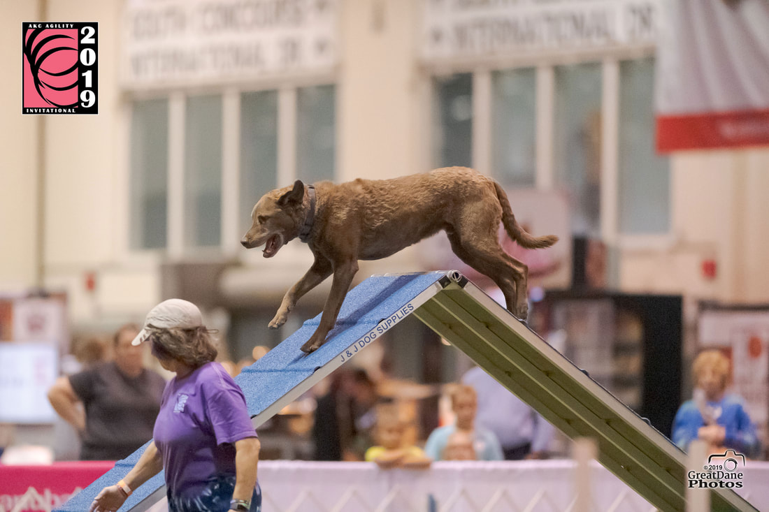 Akc obedience clearance invitational 2019